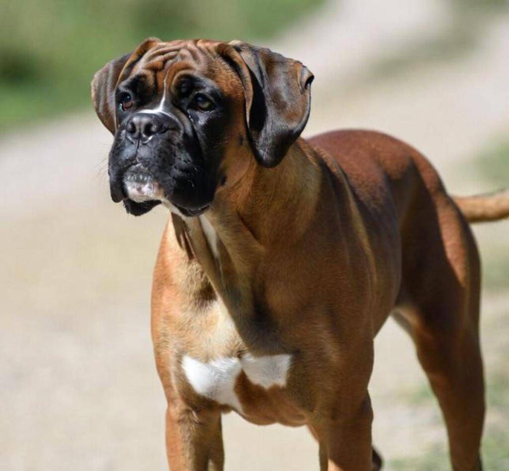 Cani e problemi respiratori, le 12 razze a rischio dal pechinese al boxer