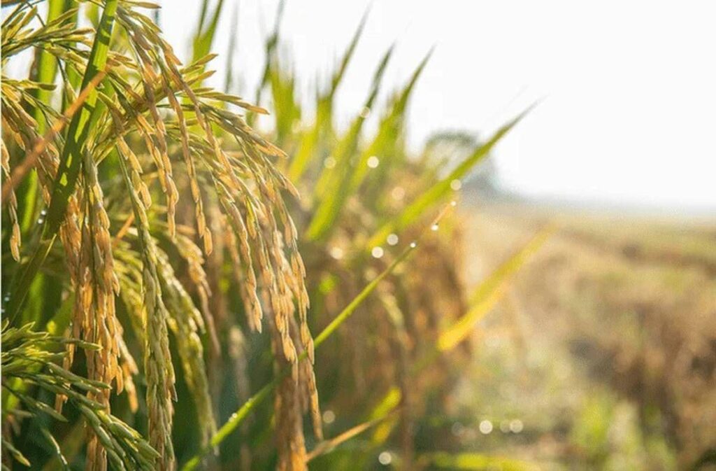 Confagricoltura: “Il futuro della terra passa dalle tecnologie, oggi precision farming al 10%”
