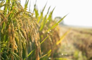 Confagricoltura: “Il futuro della terra passa dalle tecnologie, oggi precision farming al 10%”