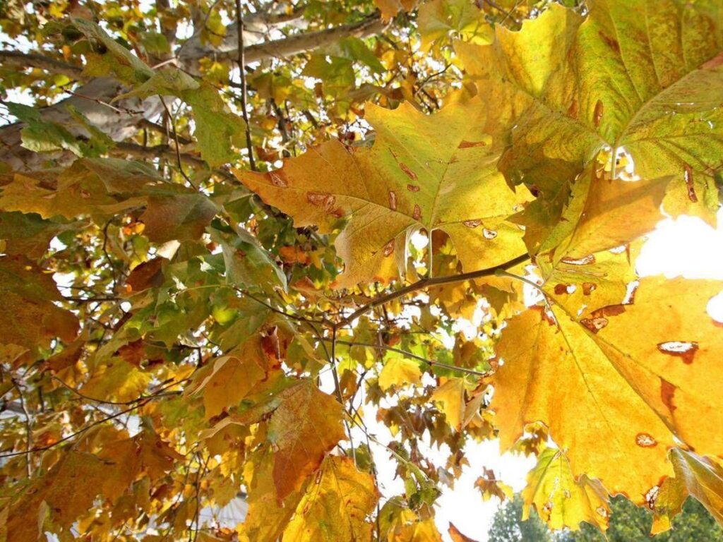 Equinozio d’Autunno con calo delle temperature minime, piogge venerdì poi weekend di sole
