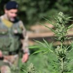 Carabinieri-Nuoro-Sequestro-piantagione-marijuana-a-Onani