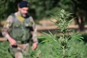Carabinieri-Nuoro-Sequestro-piantagione-marijuana-a-Onani