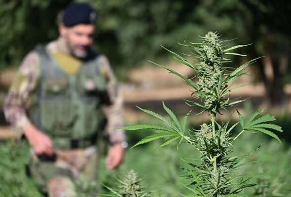 Carabinieri-Nuoro-Sequestro-piantagione-marijuana-a-Onani