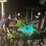 Carabinieri cagliari piantagione di cannabis sequestrata a quartucciu