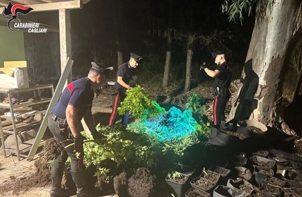 Carabinieri cagliari piantagione di cannabis sequestrata a quartucciu
