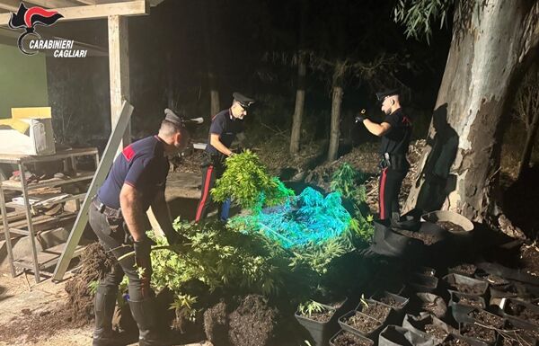 Carabinieri cagliari piantagione di cannabis sequestrata a quartucciu